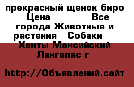 прекрасный щенок биро › Цена ­ 20 000 - Все города Животные и растения » Собаки   . Ханты-Мансийский,Лангепас г.